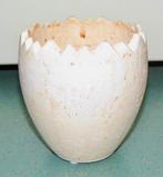 Bloempot, Gebruikt, Rond, Binnen, Ophalen of Verzenden