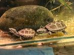 2 jonge muskusschildpadden, Dieren en Toebehoren, Reptielen en Amfibieën, Schildpad, Tam, 0 tot 2 jaar
