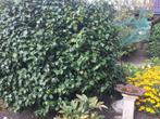 Prachtige grote camelia, Tuin en Terras, Planten | Struiken en Hagen, Ophalen of Verzenden, Overige soorten, Struik, 100 tot 250 cm