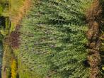 Onbespoten Lavendel op Biologische wijze geteeld, Ophalen, Overige soorten, Volle zon