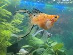 ballon molly / mollies gezocht!, Dieren en Toebehoren, Vis, Zoetwatervis, Schoolvis