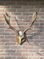 Prachtig Damhert Gewei Jacht Hert Mancave Landelijk d91, Verzamelen, Dierenverzamelingen, Ophalen, Hert, Gewei of Kop