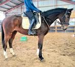 Topbrave 5 jr ruin 1,67mtr(recreatie manege sport), Ruin, 3 tot 6 jaar, Met stamboom, B