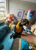 Te Koop Mooie Grote Ara Papagaai pop, Dieren en Toebehoren, Vrouwelijk, Papegaai