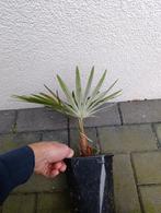 Trachycarpus wagnerianus x princeps, Ophalen of Verzenden, Zomer, Overige soorten, Volle zon