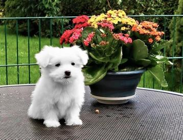 Mooie kleinblijvende Maltezer / Malthezer pups te koop beschikbaar voor biedingen