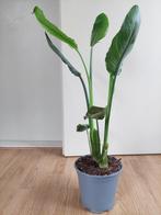 Strelitzia Reginae-Paradijsvogelbloem/Paradijsvogelplant H82, Ophalen, Overige soorten, Halfschaduw, Minder dan 100 cm
