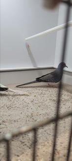 Diamant duiven, Meerdere dieren, Geringd