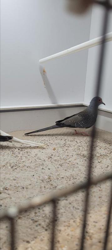 Diamant duiven beschikbaar voor biedingen