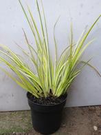 Acorus, dwerg kalmoes siergrassen, Tuin en Terras, Vaste plant, Siergrassen, Ophalen of Verzenden, Bloeit niet