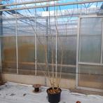 Turkse hazelaarstruiken te koop! Corylus colurna, Ophalen, Overige soorten, 100 tot 250 cm