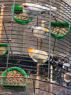 Majoor putter xxxl groot maat, Dieren en Toebehoren, Meerdere dieren, Wildzangvogel, Geringd
