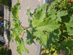 Esdoorn boom  / plant, Ophalen of Verzenden, Lente