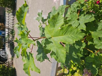 Esdoorn boom  / plant beschikbaar voor biedingen