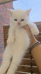 Kittens Brits korthaar/langhaar, Dieren en Toebehoren, Katten en Kittens | Overige Katten, Meerdere dieren