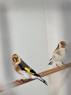 Majoor  putters koppel 2025, Dieren en Toebehoren, Vogels | Overige Vogels, Meerdere dieren, Wildzangvogel