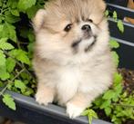 Pomeriaan pups, Dieren en Toebehoren, Overige rassen, 8 tot 15 weken, Meerdere, Meerdere dieren
