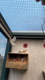 Div zebravinken, Dieren en Toebehoren, Vogels | Kanaries, Meerdere dieren