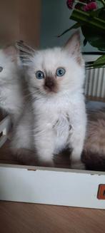 Prachtige ragdoll kittens met stamboom, Dieren en Toebehoren, Katten en Kittens | Raskatten | Langhaar, Meerdere dieren, Gechipt