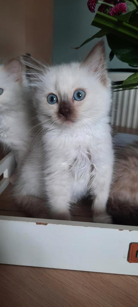 Prachtige ragdoll kittens met stamboom, Dieren en Toebehoren, Katten en Kittens | Raskatten | Langhaar, Meerdere dieren, 0 tot 2 jaar
