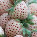 50 witte aardbei plantjes, voor weken lang aardbeien!, Ophalen, Volle zon, Groenteplanten, Eenjarig