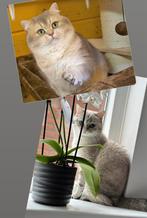 Nest aankondiging: Brits korthaar kittens met NL stamboom, Dieren en Toebehoren, Katten en Kittens | Raskatten | Korthaar, Meerdere dieren