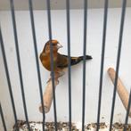 Mooie Bastaard putter mannen zie foto’s, Dieren en Toebehoren, Vogels | Kanaries, Mannelijk, Bastaard