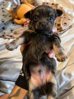 Twee lieve langharige chihuahua reutjes beschikbaar, Dieren en Toebehoren, Honden | Chihuahua's en Gezelschapshonden, Parvo, Reu