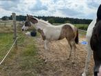 Prachtig paint merrie veulen, Dieren en Toebehoren, Paarden, Merrie, Minder dan 160 cm, Gechipt, 0 tot 2 jaar