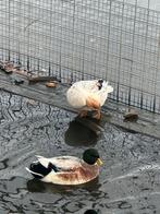 kwakertjes, Dieren en Toebehoren, Pluimvee, Meerdere dieren, Eend