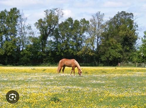 Gezocht! Weidegang, Dieren en Toebehoren, Stalling en Weidegang, Weidegang, 2 of 3 paarden of pony's