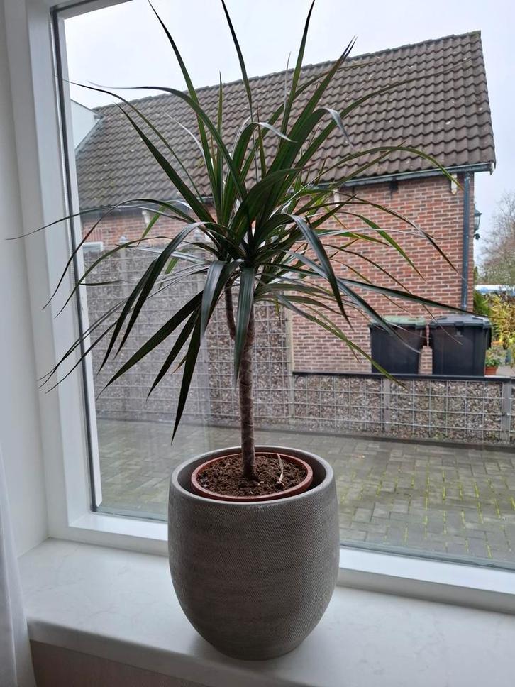 Dracaena Marginata, Huis en Inrichting, Kamerplanten, Minder dan 100 cm, Halfschaduw, Ophalen