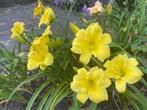 hemerocallis demetrius, Overige soorten, Volle zon, Vaste plant, Ophalen of Verzenden