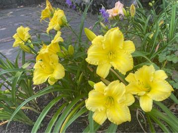 hemerocallis demetrius beschikbaar voor biedingen