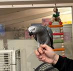 Süper tamme grijze roodstaarten 2025 Baby, Dieren en Toebehoren, Vogels | Parkieten en Papegaaien, Vrouwelijk, Papegaai, Pratend
