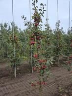 Malus 'red sentinel' te koop!, Ophalen, Halfschaduw, Overige soorten, Lente