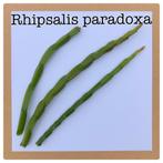 5. rhipsalis paradoxa  €1,50, Ophalen of Verzenden, Halfschaduw, Minder dan 100 cm