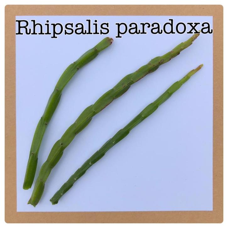 5. rhipsalis paradoxa  €1,50, Huis en Inrichting, Kamerplanten, Minder dan 100 cm, Halfschaduw, Ophalen of Verzenden