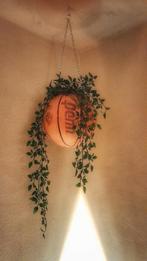 Basketbal hangplant, Ophalen, Halfschaduw, Minder dan 100 cm