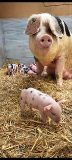 Bonte bentheimer biggen, Meerdere dieren, 0 tot 2 jaar, Varken