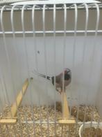 Spitstaartamadine, Dieren en Toebehoren, Vogels | Overige Vogels, Mannelijk, Tropenvogel, Geringd