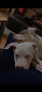 2x American bully XL met ABKC, Dieren en Toebehoren, Honden | Bulldogs, Pinschers en Molossers, Rabiës (hondsdolheid), 15 weken tot 1 jaar