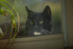 kater, 5 jaar oud, gecastreerd, Dieren en Toebehoren, Kater