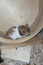 Syrische hamster Whiskey, Hamster, Juni, Mannelijk, Tam