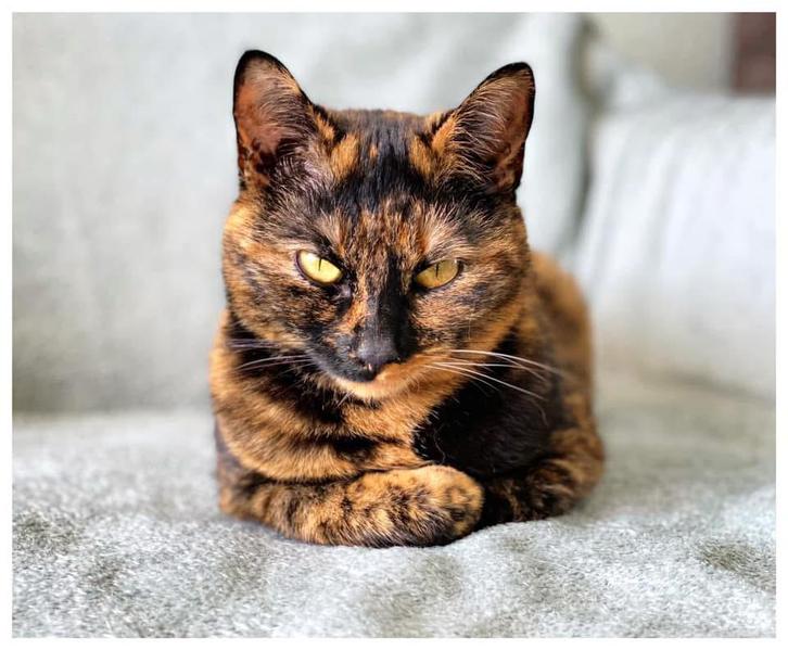 Nieuw baasje gezocht!, Dieren en Toebehoren, Katten en Kittens | Raskatten | Korthaar, Poes