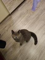 britse korthaar, Kater