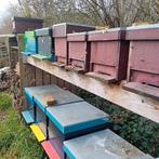 Bijenvolken, bijen ,rustige bijen, Dieren en Toebehoren, Bijen