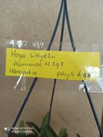 Hoya Wayetii in hangpot 15 nummer H292, Overige soorten, Minder dan 100 cm, Ophalen of Verzenden, Halfschaduw