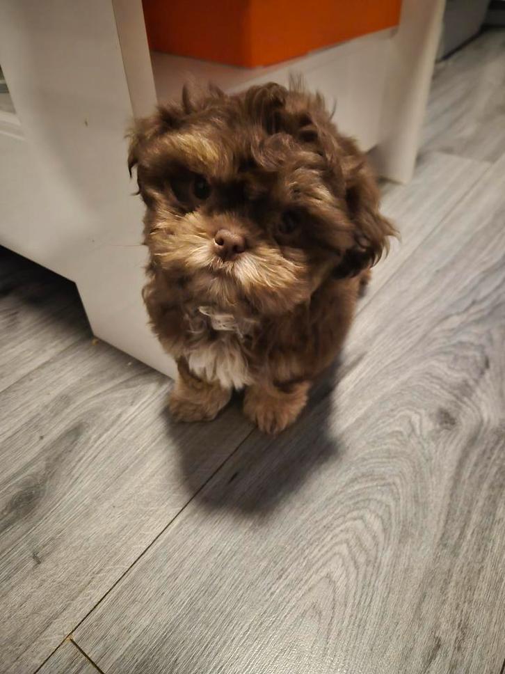 Mooi shih tzu reutje., Dieren en Toebehoren, Honden | Chihuahua's en Gezelschapshonden, Reu, Overige rassen, Particulier, Eén hond