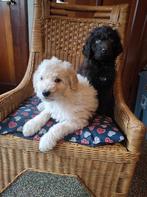Prachtige medium labradoodle pups, Dieren en Toebehoren, Overige rassen, CDV (hondenziekte), 8 tot 15 weken, Meerdere